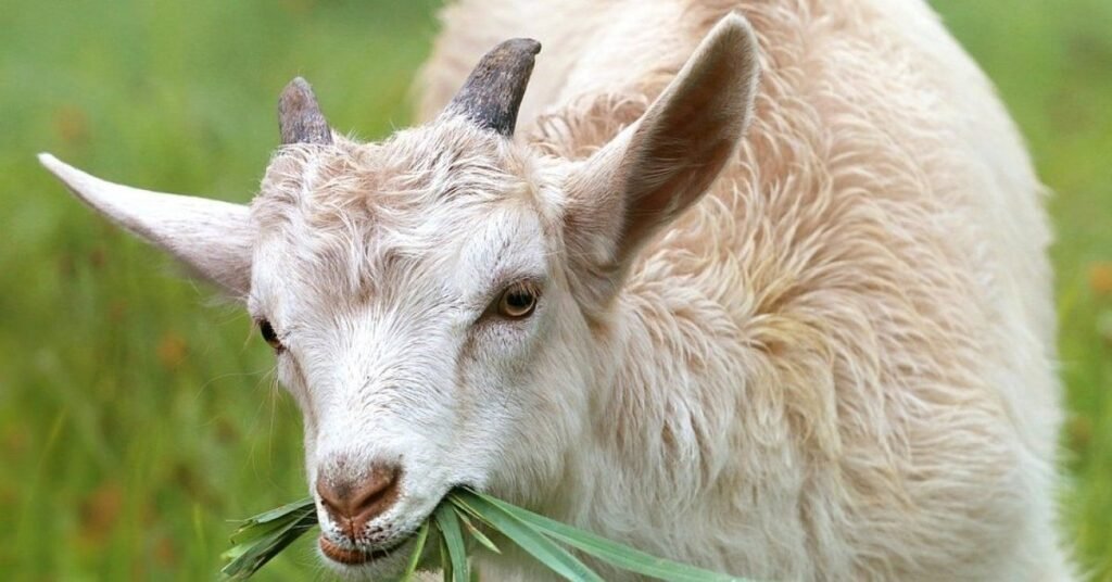Historical & Literary Funny Goat Names