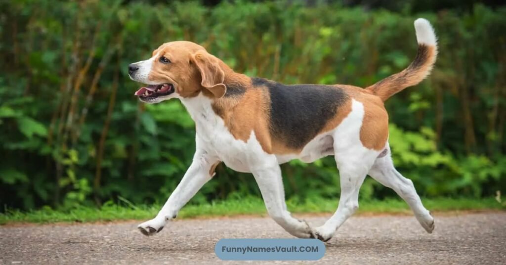Funny Girl Dog Names For Small Dogs