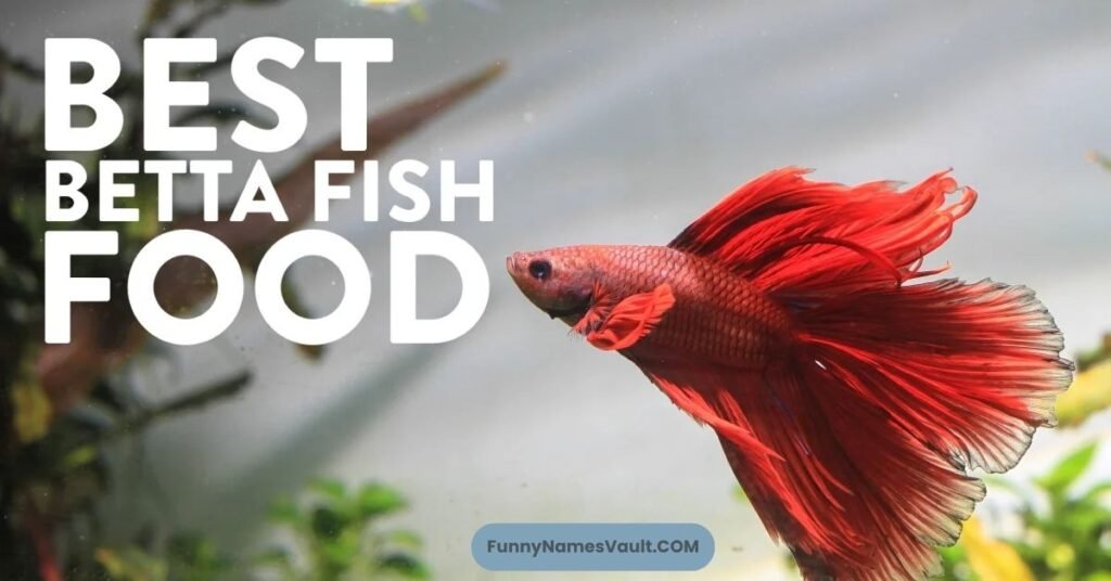 Where Funny Betta Fish Names Are Commonly Used
