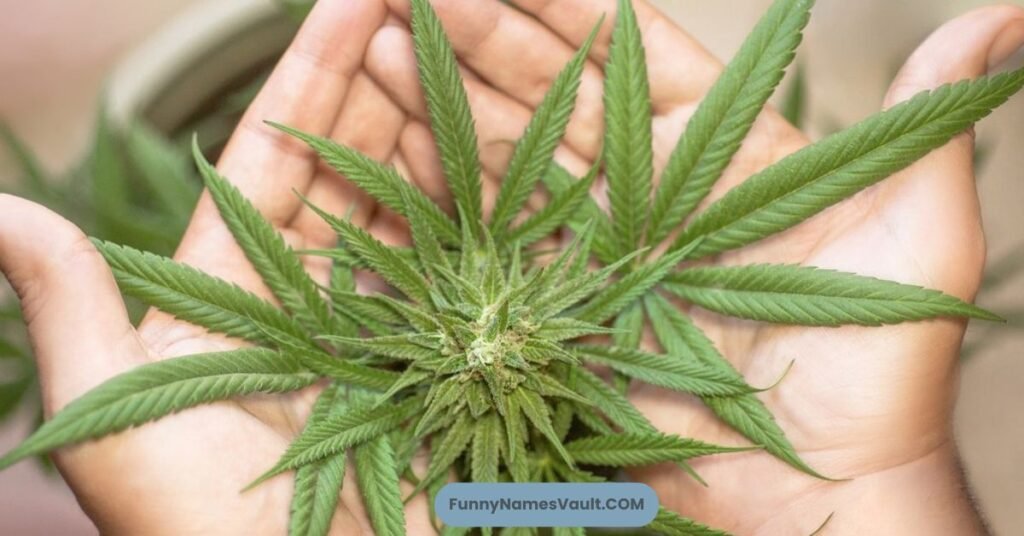 Where Funny Names For Weed Are Commonly Used