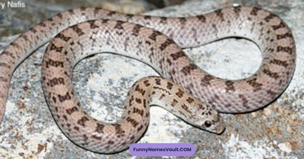 Where Funny Snake Names Are Commonly Used